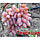 Вегетуючі саджанці столового винограду Сенсація - раннього терміну, великоплідний, морозостійкий, фото 2