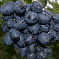 Вегетуючі саджанці столового винограду Фурор - раннього терміну, великоплідний, транспортабельний