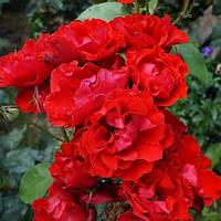 Саджанці троянди флорибунда Матіас Мейян (Rose Matthias Meilland)