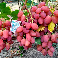 Вегетуючі саджанці столового винограду Анжеліка - раннього терміну, транспортабельний, морозостійкий