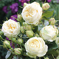 Саджанці чайно-гібридної троянди Веддінг Піано (Rose Wedding Piano)