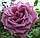 Саджанці чайно-гібридної троянди Кул Вотер (Rose Cool Water), фото 3
