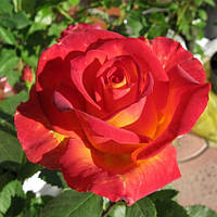 Саджанці чайно-гібридної троянди Ліна (Rose Lina)