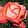 Саджанці чайно-гібридної троянди Фольклор (Rose Folklore), фото 2