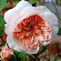 Саджанці англійської троянди Евелін (Rose Evelyn)