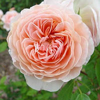 Саджанці англійської троянди Вільям Морріс (Rose William Morris)