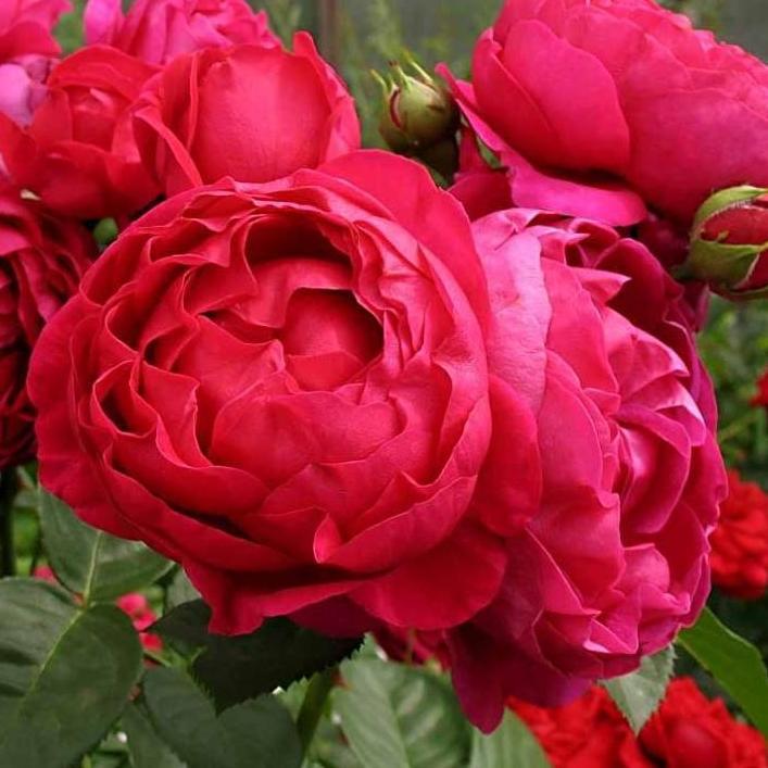 Саджанці чайно-гібридної троянди Аскот (Rose Ascot) - фото 1 - id-p1051186212