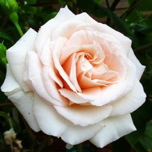 Саджанці чайно-гібридної троянди Пенні Лайн (Rose Penny Lane)