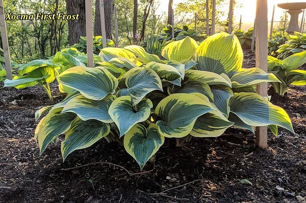 Хоста First Frost (Перший Мороз) корінь, фото 1