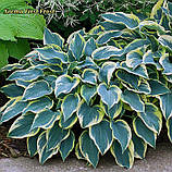 Хоста First Frost (Перший Мороз) корінь, фото 3