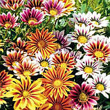 Газанія суміш Садова зірка 0.2 г, фото 3