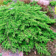 Ялівець звичайний Репанда / Juniperus Repanda, фото 5