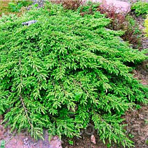 Ялівець звичайний Репанда / Juniperus Repanda, фото 2