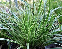 ВІЧНОЗЕЛЕНА ОСОКА МОРРОУ РЯБОЛИСТА (дорослий кущ у технологічному горщику)