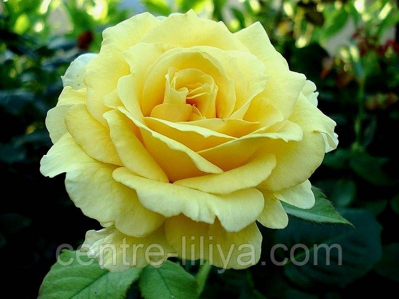 Троянда чайно-гібридна Голден Медальйон