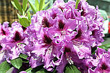 Рододендрон гібридний Розпутин (Rhododendron Rasputin), фото 2