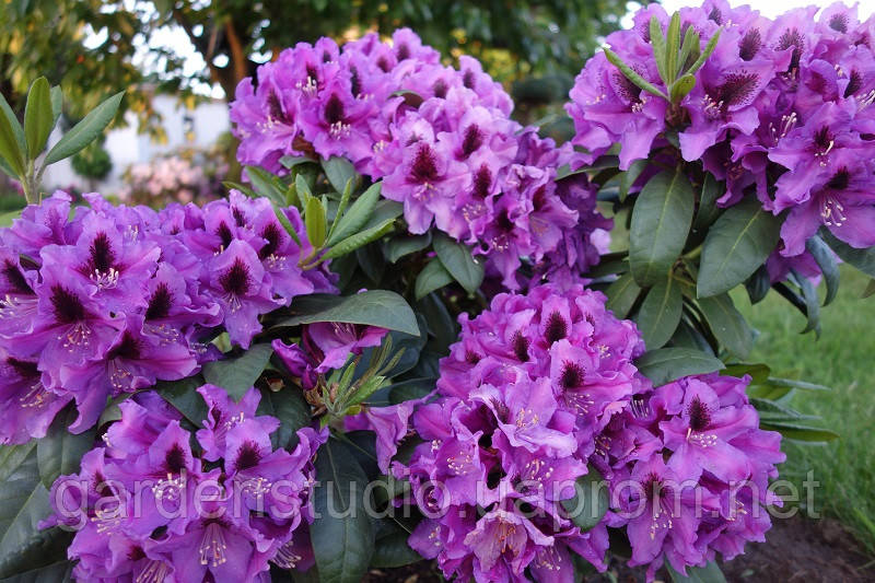 Рододендрон гібридний Розпутин (Rhododendron Rasputin)