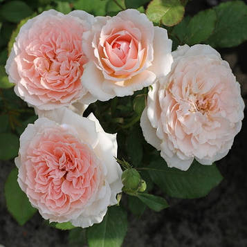 Клара'с Чойс (Clara's Choice)