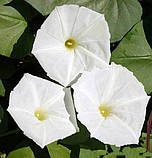 Іпомея біла 1г, фото 3