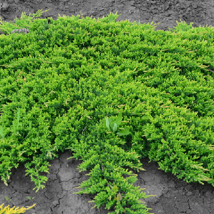 Ялівець Принц Уельський / С5 / Juniperus Prince of Wales, фото 2