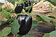 Баклажан INX 804 F1 1000 насіння Innova seeds, фото 2