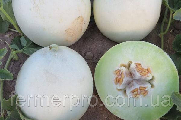 Дыня INX 1063 F1 1000 семян Innova seeds