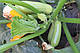 Кабачок INX 5286 F1 500 насіння Innova seeds, фото 2