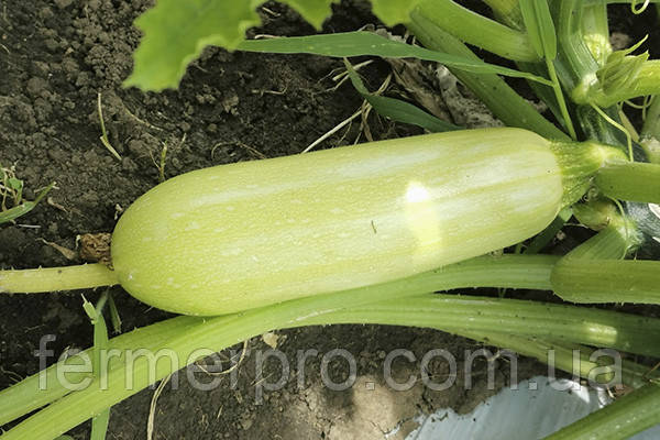 Кабачок INX 1423 F1 500 насіння Innova seeds, фото 1