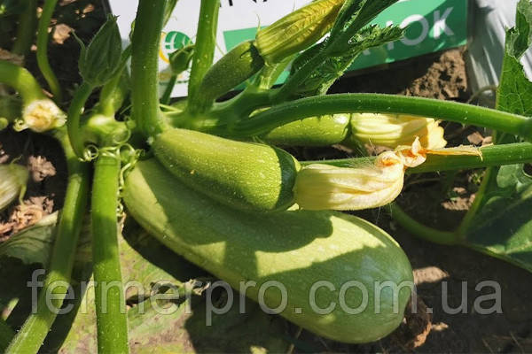 Кабачок INX 1424 F1 500 насіння Innova seeds, фото 1
