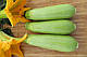 Кабачок INX 1424 F1 500 насіння Innova seeds, фото 3
