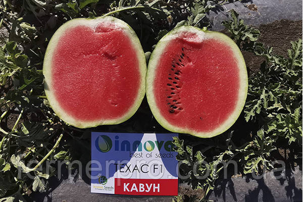 Кавун INX 1724 F1 1000 насіння Innova seeds, фото 1