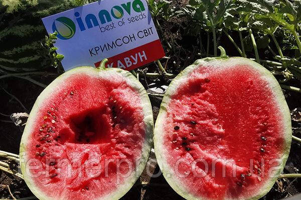 Кавун Крісон світить 0.5 кг насіння Innova seeds, фото 1