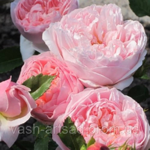 Евелін — Evelyn  ( Apricot Parfait), фото 1