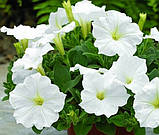 Петунія Біла 0.3 г, фото 2