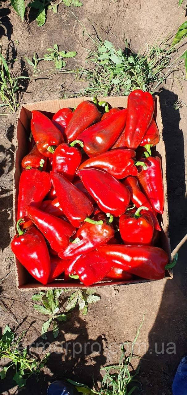 Перець Навігатор F1 1000 насіння Innova seeds, фото 1