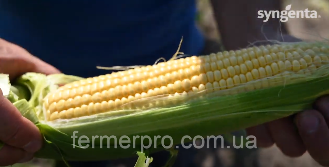 Насіння кукурудзи Тайсон (Тусон) F1/Tyson F1 100.000 насіння Syngenta, фото 1