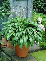 ХОСТА, ФУНКІЯ ЛАНЦЕТОЛИСТА або ВУЗЬКОЛИСТА (дорослий кущ із голим корінням)