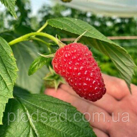 Малина Мапема