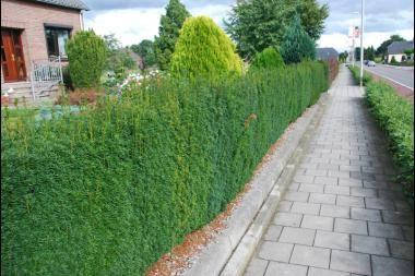 Тис середній Hillii 3 річний, Тис середній Хіллі, Taxus media Hillii, фото 1