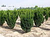 Тис середній Hillii 2 річний, Тис середній Хіллі, Taxus media Hillii, фото 7