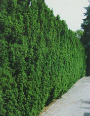 Тис середній Hillii 3 річний, Тис середній Хіллі, Taxus media Hillii, фото 3