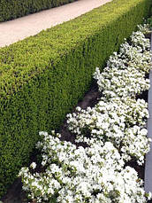 Тис середній Hillii 3 річний, Тис середній Хіллі, Taxus media Hillii, фото 4
