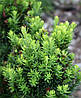 Тис середній Hillii 2 річний, Тис середній Хіллі, Taxus media Hillii, фото 9