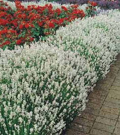 Лаванда вузьколиста Alba 2 річна, Лаванда вузьколиста Альба, Lavandula angustifolia Alba