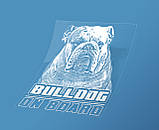 Наклейка на авто/авто Англійський бульдог на борту (Bulldog on Board), фото 3