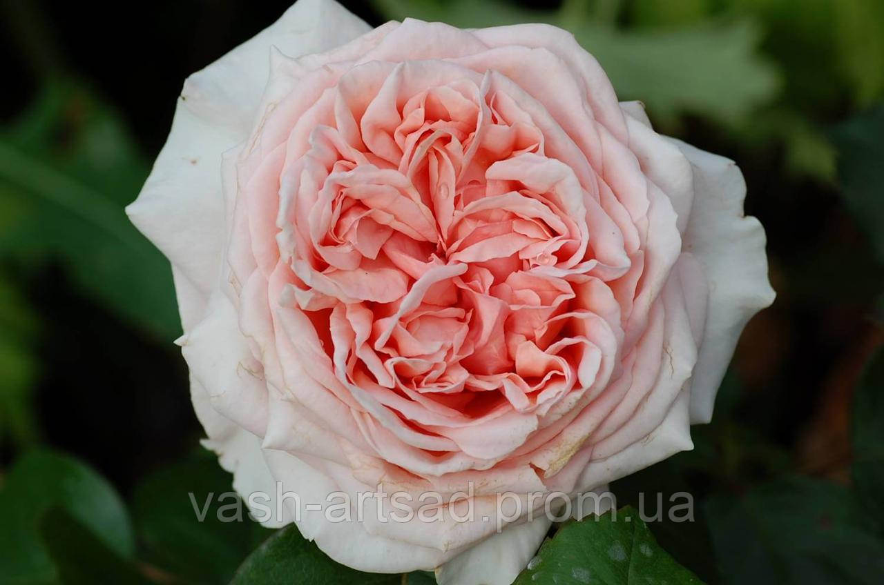 Антико Аморе — Antico Amore