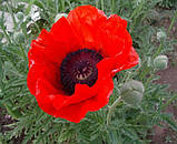 Мак Східний Діамант 0.2 г, фото 2