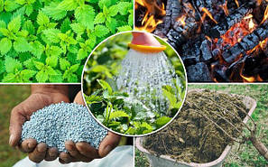 Удобрювання і захист