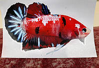 Наклейка Betta fish, N107662. Наклейка рыбка петушок