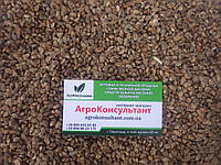 Эспарцет медонос песчаный семена посевной для кормовых и почвозащитных целей, пчеловодства сидерат еспарцет